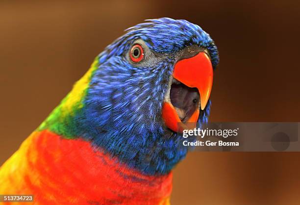 cheerful rainbow lorikeet - ara stock pictures, royalty-free photos & images