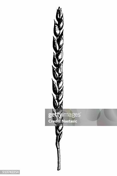 spelt (triticum spelta muticum) - spelt stock illustrations