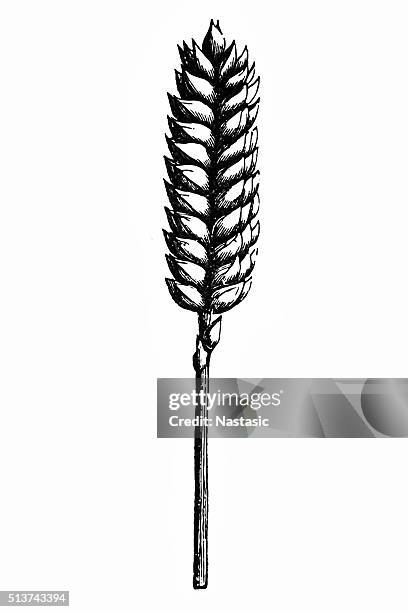 54点のスペルト小麦イラスト素材 Getty Images 54点のスペルト小麦イラスト素材 Getty Images