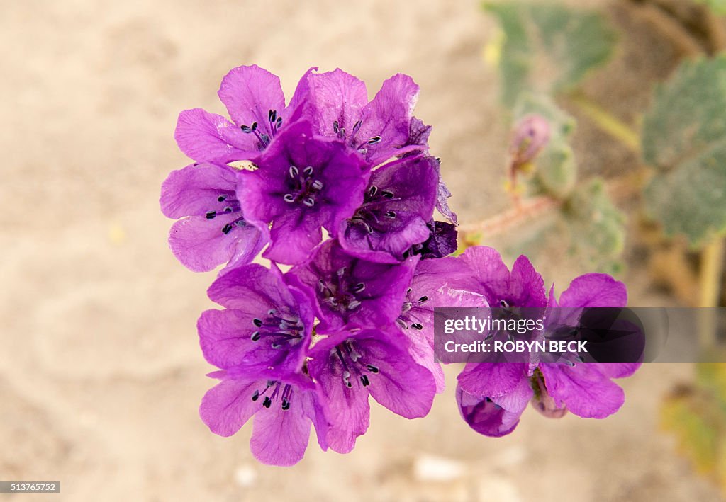 US-ENVIRONMENT-WILDFLOWERS