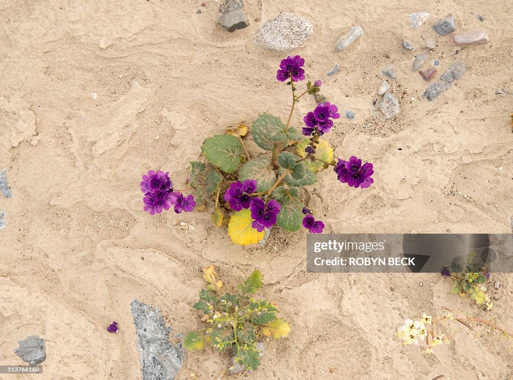 US-ENVIRONMENT-WILDFLOWERS