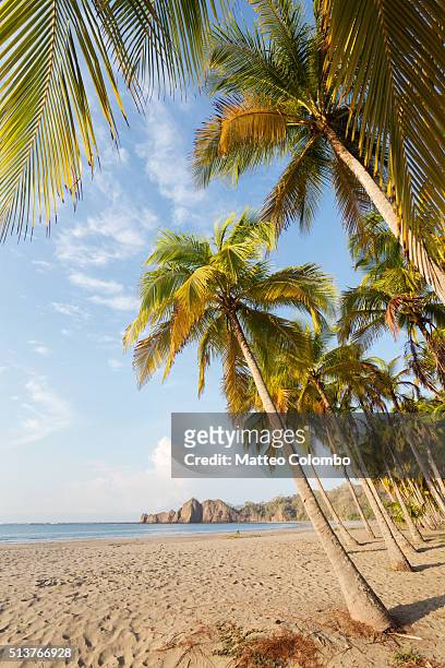 palm fringed exotic beach at sunrise, costa rica - playa carrillo stock-fotos und bilder