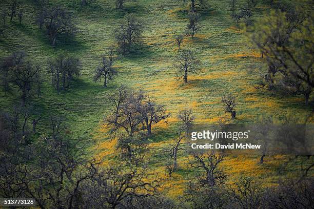 Wildflowers bloom in an oak forest that has been stressed by years of drought near California State Route 58 on March 4, 2016 west of Tehachapi,...