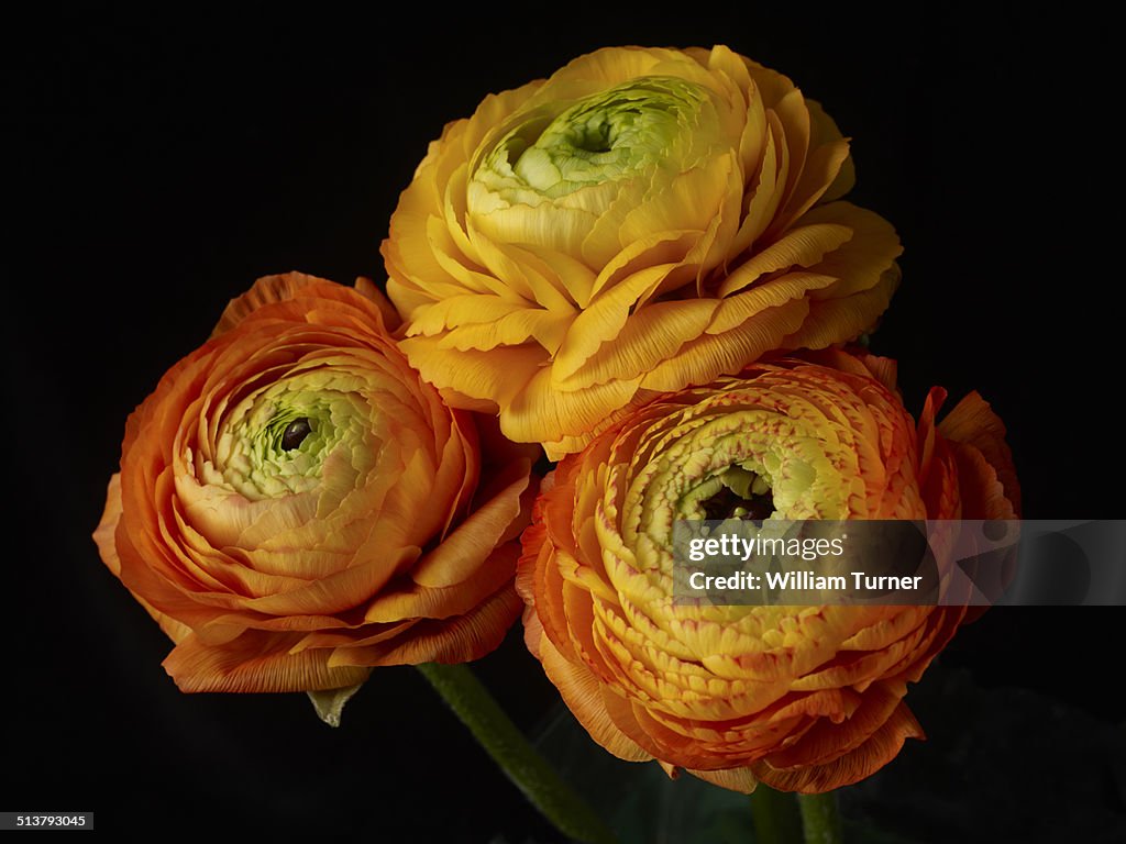 High Res Ranunculus Ranunculus Flowers On A Black Background High-Res Stock Photo - Getty ...