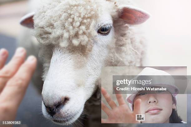 video sharing with daughter about sheep in front o - augmented reality animal stock-fotos und bilder