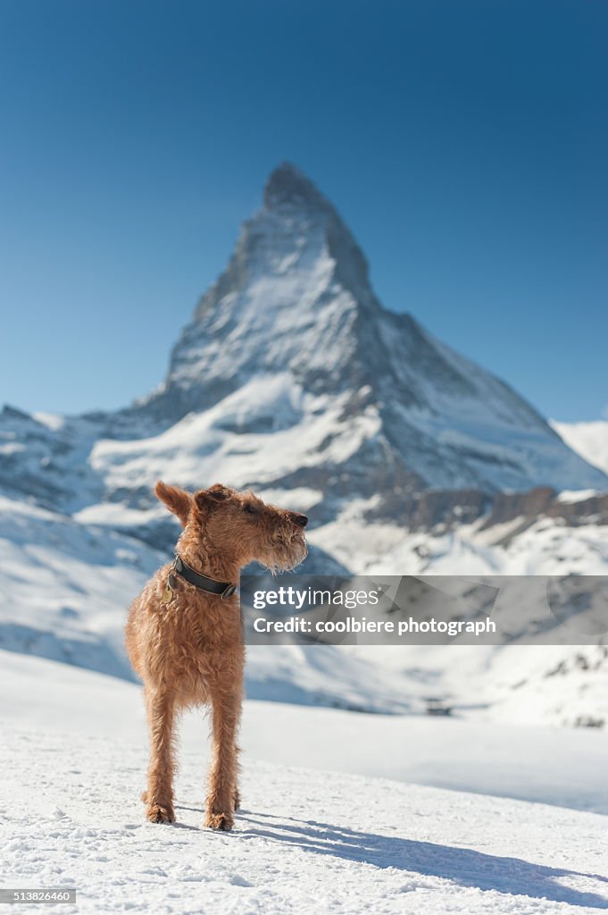 A dog on a snow field with Matterhorn background