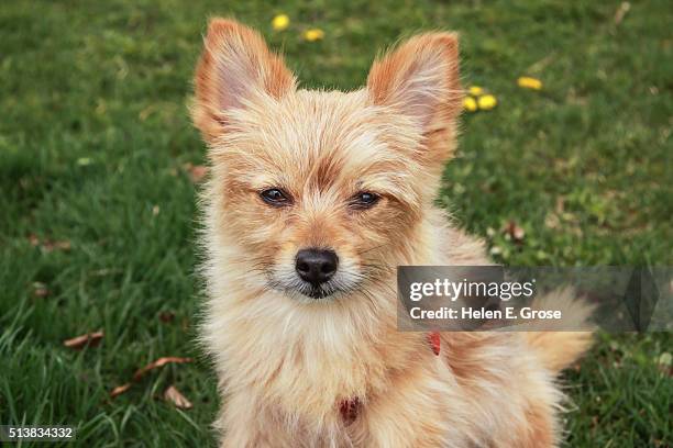 yorkie-pom - pomeranian stock pictures, royalty-free photos & images