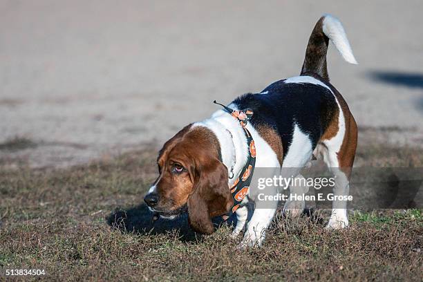 Basset hound accessories Clearance