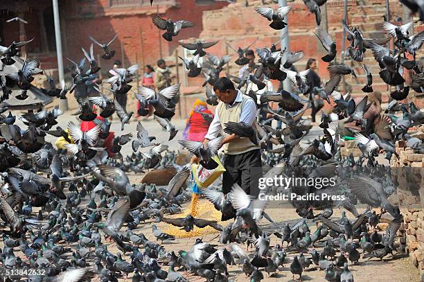 Nepalese feeds the pigeons with corn grains at Basantapur Durbar Square. Basantapur Durbar Square in the Kathmandu Valley is listed as a World...