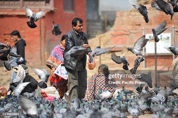 Nepalese feeds the pigeons with corn grains at Basantapur Durbar Square. Basantapur Durbar Square in the Kathmandu Valley is listed as a World...