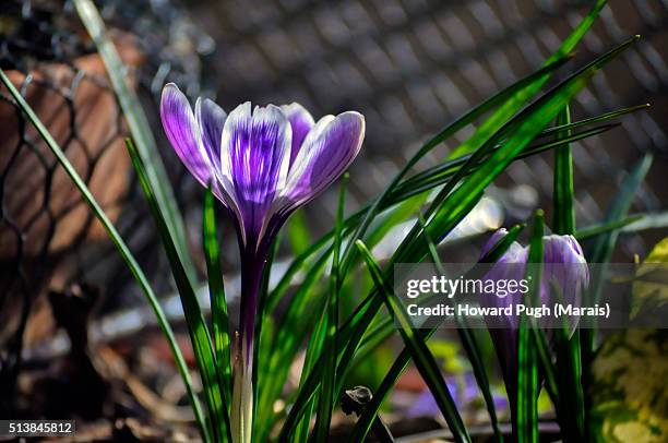 Crocus Pot Photos and Premium High Res Pictures - Getty Images