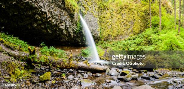 pony tail falls, columbia river gorge, oregon - gematigd regenwoud stockfoto's en -beelden
