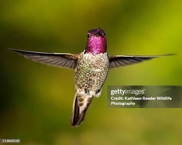 hummingbird - peoria arizona stock-fotos und bilder