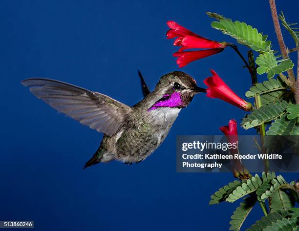 hummingbird - コスタハチドリ ストックフォトと画像