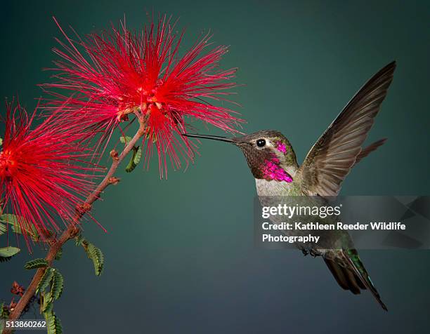 hummingbird - kolibrie stockfoto's en -beelden