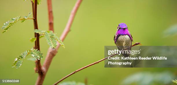 hummingbird - コスタハチドリ ストックフォトと画像