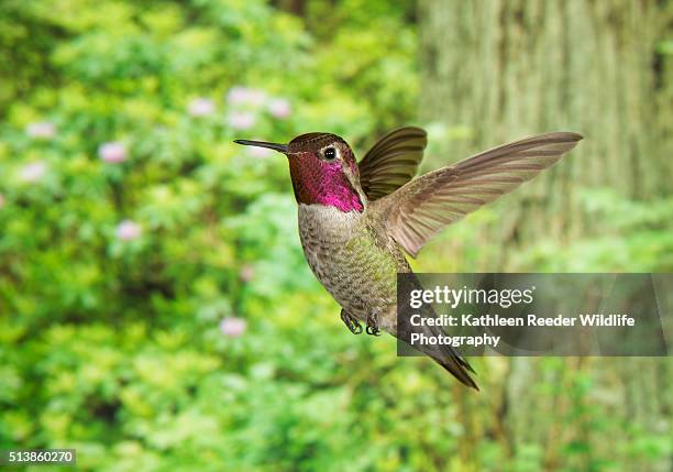 hummingbird - annas hummingbird stock pictures, royalty-free photos & images