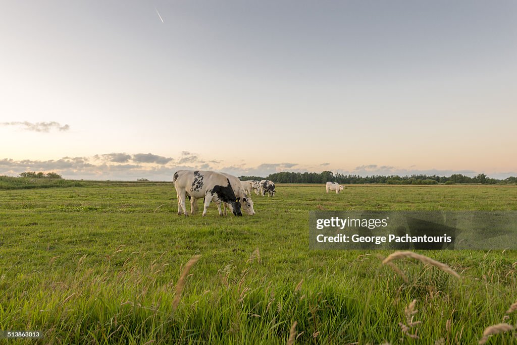 Frisian cows in Dutch fields