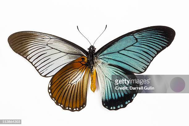 underside (left) topside (right) - butterfly on white stockfoto's en -beelden
