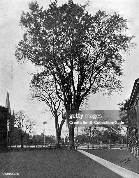 Elm Tree Class American Elm Tree Photos and Premium High Res Pictures - Getty Images