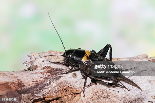 cricket - saltamontes fotografías e imágenes de stock