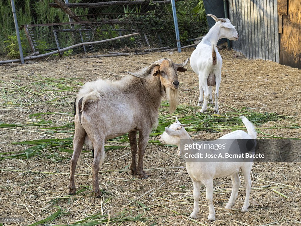 Dairy goats in a pen outdoors