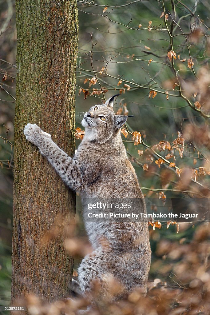 Lynx climbing at a tree