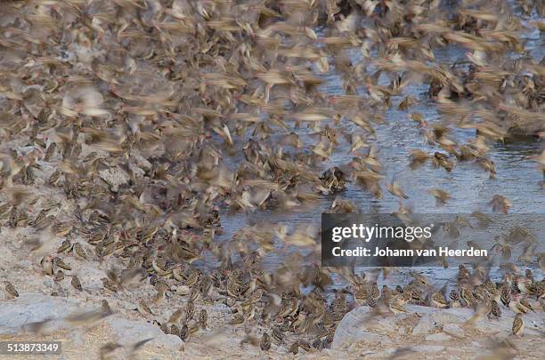 quelea chaos - red billed queleas stock pictures, royalty-free photos & images