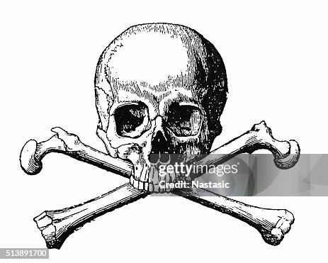Human Skull and Bones Human Skull and Bones