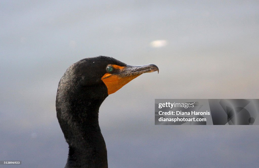 Cormorant's Head