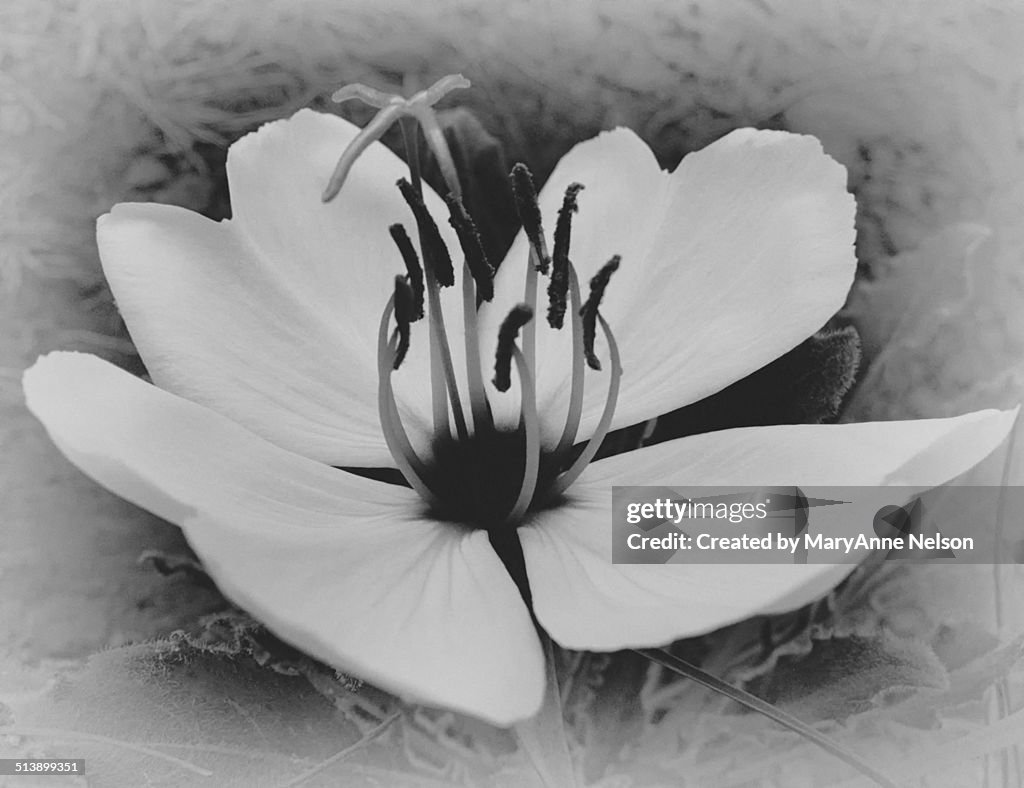 White Blossom