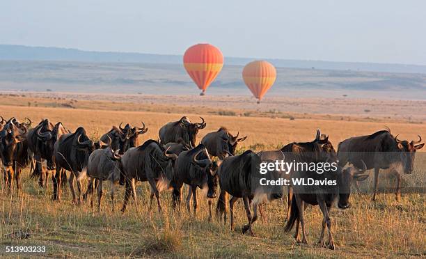 balloon safari - masai mara national reserve stock pictures, royalty-free photos & images