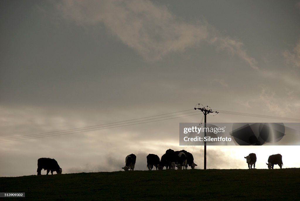 View of Cows Grazing on Crest of Hill Against Turbulent Sky