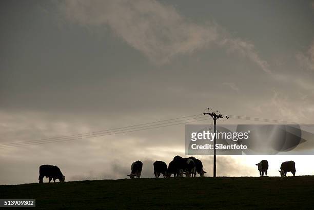 view of cows grazing on crest of hill against turbulent sky - dairy crest bildbanksfoton och bilder