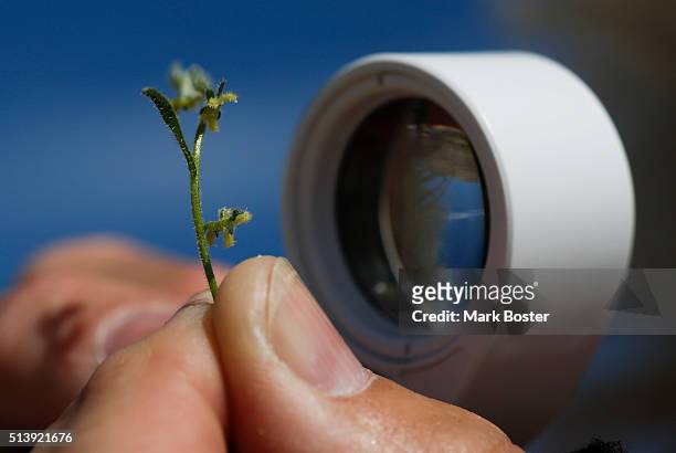 Botanist Kate Harper takes a closer look at a tiny flower under her loupe. It doesn't matter if there is a "super bloom" or just a sprinkling of...