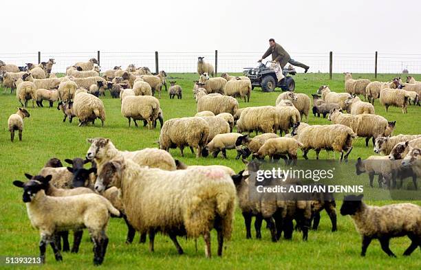 Tom Griffith brings feed to his sheep and their lambs on his farm at Great Doddington, in Northamptonshire, 60 miles north of London Friday 23 March...