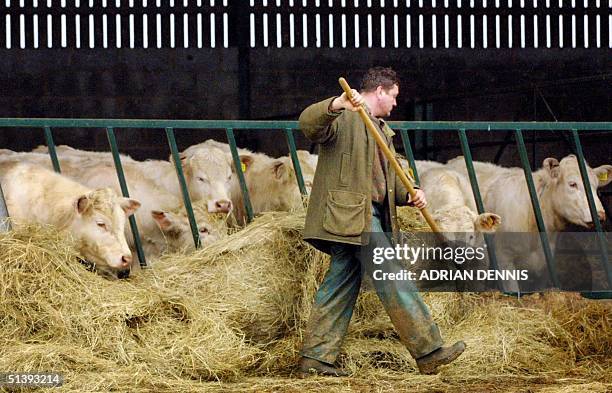 Tom Griffith forks hay to cattle on his farm at Great Doddington, in Northamptonshire, 60 miles north of London Friday 23 March 2001. Griffith is...