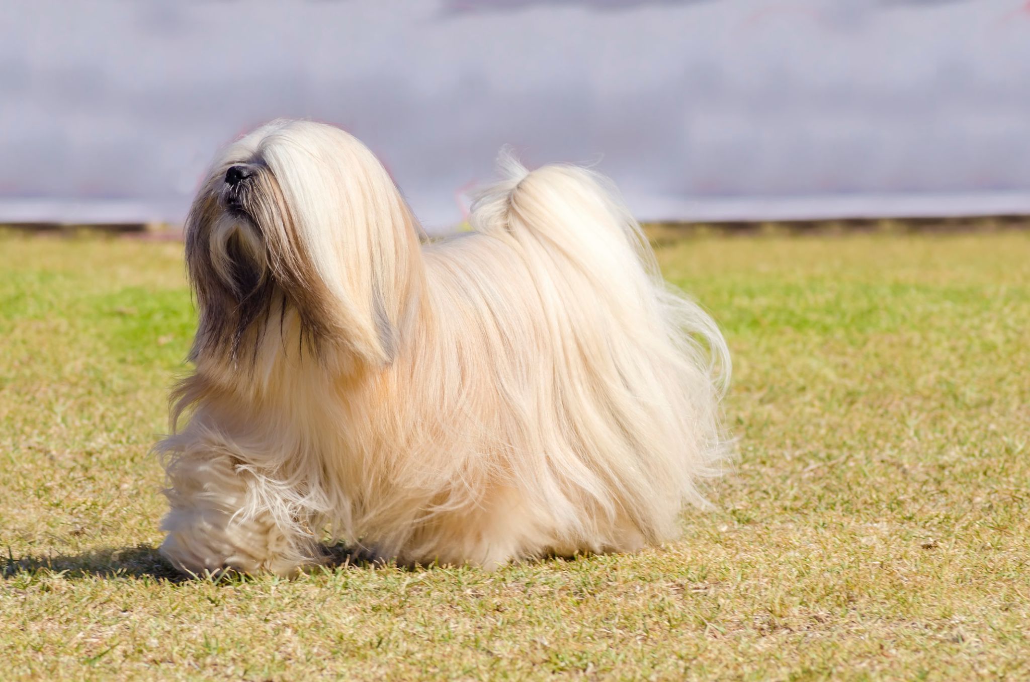 rare dog breeds