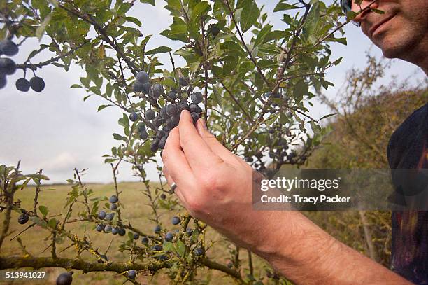 Man picks sloes from a Blackthorn shrub , found whilst foraging during an abundant harvest in Autumn 2014. .