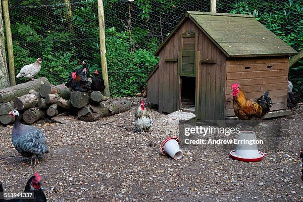 Kent, chickens and guinea fowl sharing a pen with hutches, in back garden