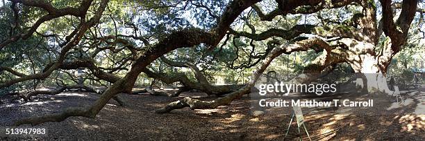 panorama - angel oak tree stock-fotos und bilder