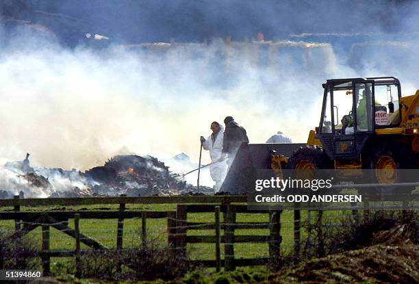 Livestock supected of carrying foot and mouth diease is incinerated in a trench of the fields of Old England farm in Great Warley, Essex, some 30 kms...