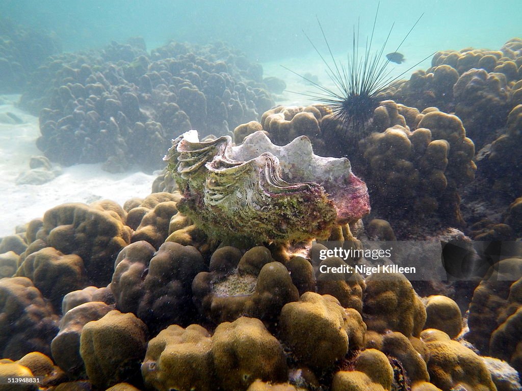 Underwater Scenes