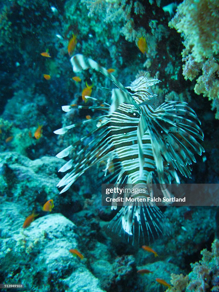 Underwater Scenes