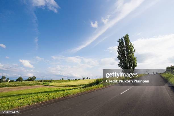 ken and marry tree,biei,hokkaido - biei town stock pictures, royalty-free photos & images