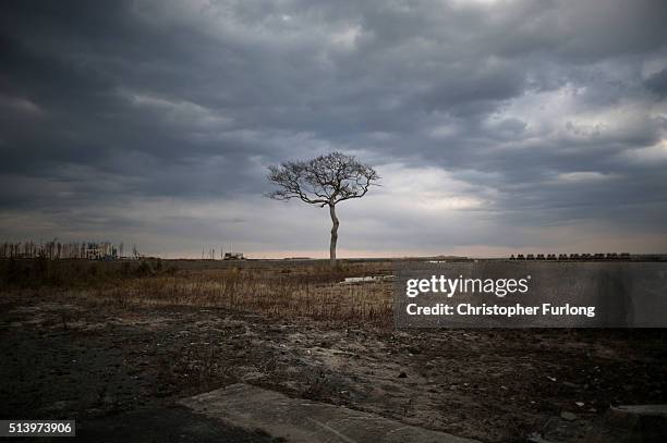 Lone tree sits on the tsunami scarred landscape, inside the exclusion zone, close to the devastated Fukushima Daiichi Nuclear Power Plant on February...