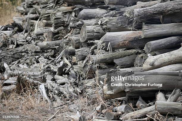 Radiation contaminated wood and debris waits to be destroyed at Fukushima Daiichi nuclear power plantFive years on the decontamination and...