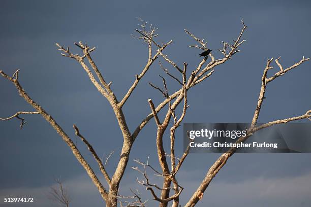 Lone tree sits on the tsunami scarred landscape, inside the exclusion zone, close to the devastated Fukushima Daiichi Nuclear Power Plant on February...