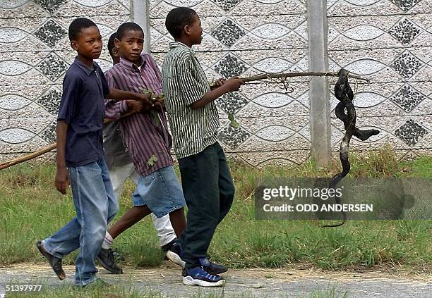 Group of young boys carry a Cobra on a stick in the Harare suburb of Hatfield, 23 April 2000. The snake who is rarely seen in the city was discovered...