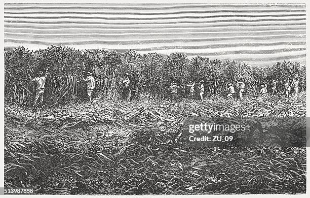 stockillustraties, clipart, cartoons en iconen met sugar cane plantation, wood engraving, published in 1880 - plantation